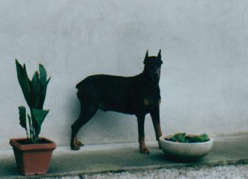 Taira 2 - 2001