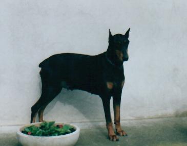 Taira 3 -2001