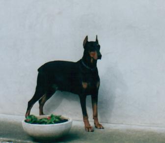 Taira 4 -2001