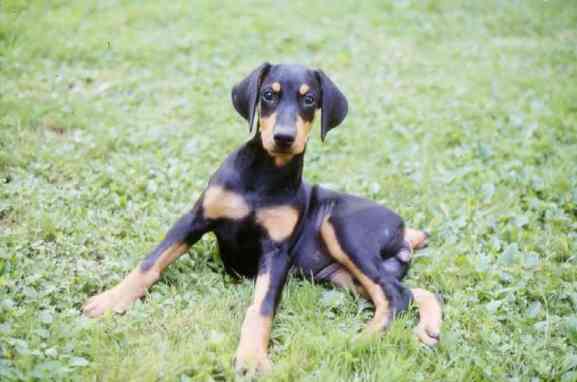 04-94 Taira (3 mesi)