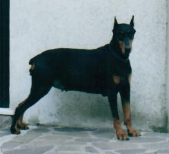 Taira 5 -2001