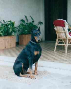 Taira 6 -2001