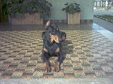 Taira-2003 (25)