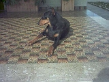 Taira-2003 (26)