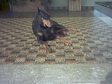 Taira-2003 (27)
