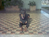 Taira-2003 (28)