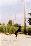 Taira-94 (12)