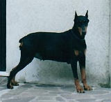 Taira-94 (9)