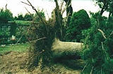 Giardino-2001 (1)