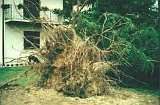 Giardino-2001 (3)