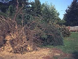 Giardino-2001 (4)