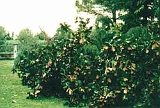 Giardino-2001 (5)