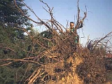 Giardino-2001 (7)
