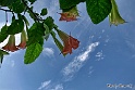 Sfondo-2.14 (10)