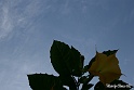 Sfondo-2.14 (4)