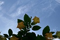 Sfondo-2.14 (7)
