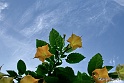 Sfondo-2.14 (8)