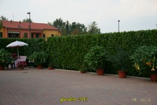 Datura-5-10-12 (10).jpg