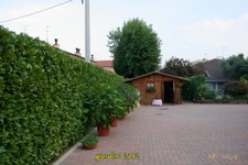 Datura-5-10-12 (13).jpg