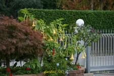 Datura-5-10-12 (16).jpg