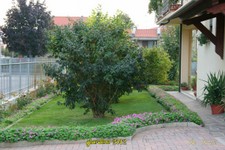 Datura-5-10-12 (21).jpg