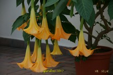 Datura-5-10-12 (4).jpg