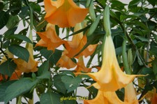 Datura-5-10-12 (5).jpg