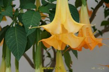 Datura-5-10-12 (8).jpg