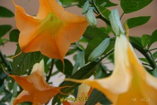 Datura-5-10-12 (9).jpg