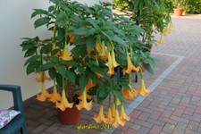 datura-7-10-12 (25).jpg