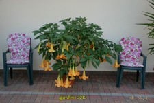 datura-7-10-12 (26).jpg