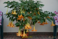 datura-7-10-12 (27).jpg