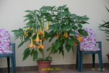 datura-7-10-12 (28).jpg
