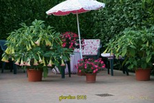 datura-7-10-12 (30).jpg