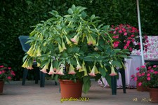 datura-7-10-12 (31).jpg